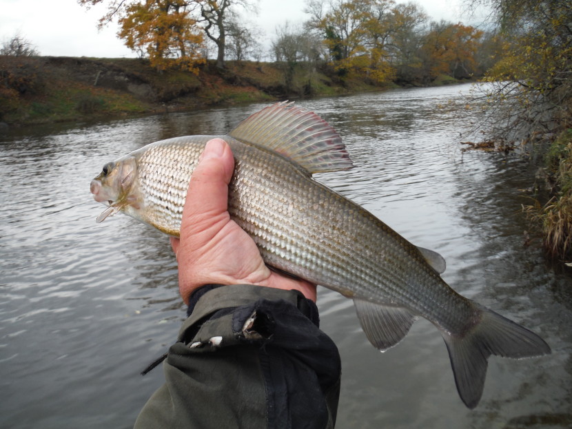 Builth Wells grayling